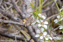 Trapezites phigalioides