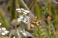 Trapezites phigalioides