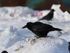 Corvus frugilegus