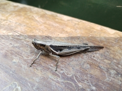 Stenocatantops splendens