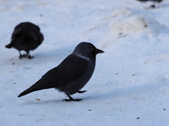 Corvus monedula