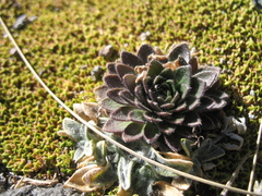 Draba jorullensis