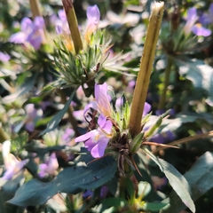 Hygrophila auriculata