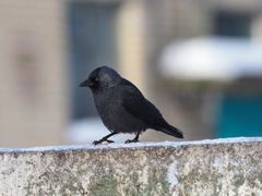 Corvus monedula