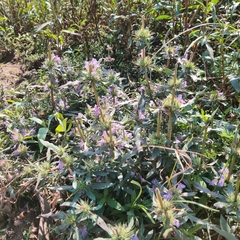 Hygrophila auriculata
