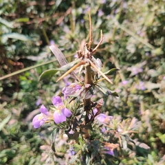 Hygrophila auriculata