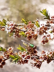Odontomyia decipiens