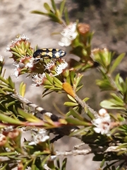 Castiarina octospilota