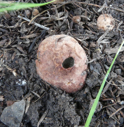 Hysterangium neotunicatum image