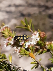 Castiarina octospilota