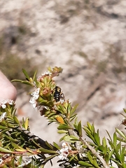 Castiarina octospilota