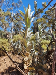 Eucalyptus macrocarpa