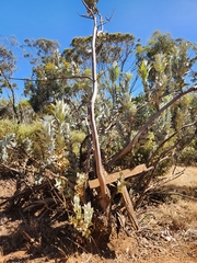 Eucalyptus macrocarpa