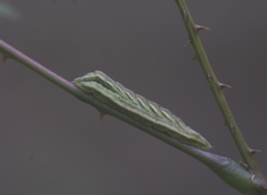 Surendra quercetorum