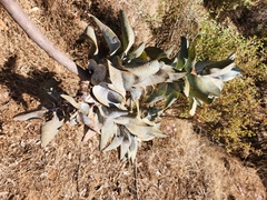 Eucalyptus macrocarpa