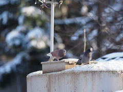Columba livia domestica