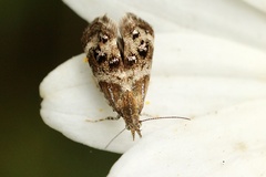 Tebenna gnaphaliella