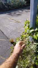 Rytidosperma clavatum