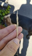 Rytidosperma clavatum