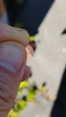 Rytidosperma clavatum