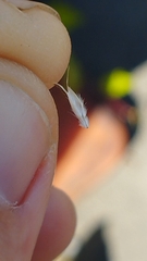 Rytidosperma clavatum