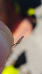 Rytidosperma clavatum