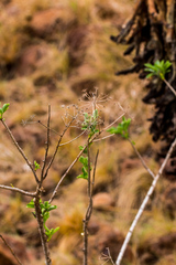 Heteromorpha arborescens frutescens