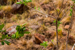Heteromorpha arborescens frutescens