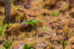 Heteromorpha arborescens frutescens