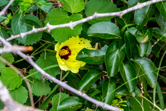 Hibiscus calyphyllus