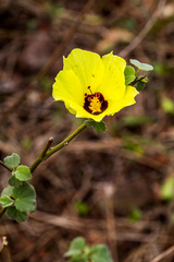 Hibiscus calyphyllus