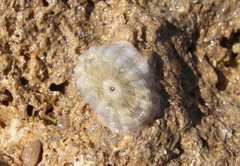 Lucapina sowerbii