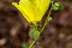 Hibiscus calyphyllus