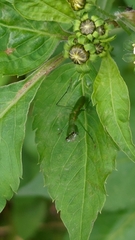 Odontomantis planiceps