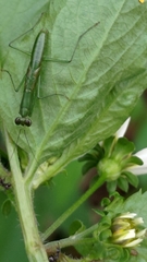 Odontomantis planiceps