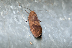 Pycnocera hypoxantha