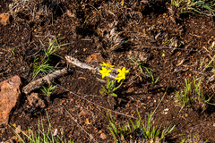 Hypoxis hemerocallidea