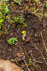 Hypoxis rigidula