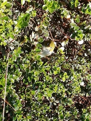 Zosterops lateralis lateralis