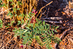 Indigofera velutina