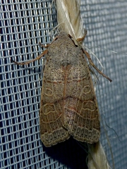 Agrochola humilis