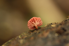 Mycena roseoflava