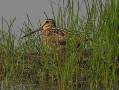 Gallinago gallinago
