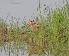 Gallinago gallinago