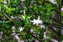 Jasminum breviflorum