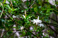 Jasminum breviflorum