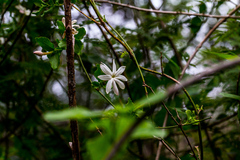 Jasminum breviflorum