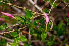 Jasminum multipartitum