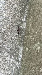 Tetraponera rufonigra