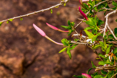 Jasminum multipartitum